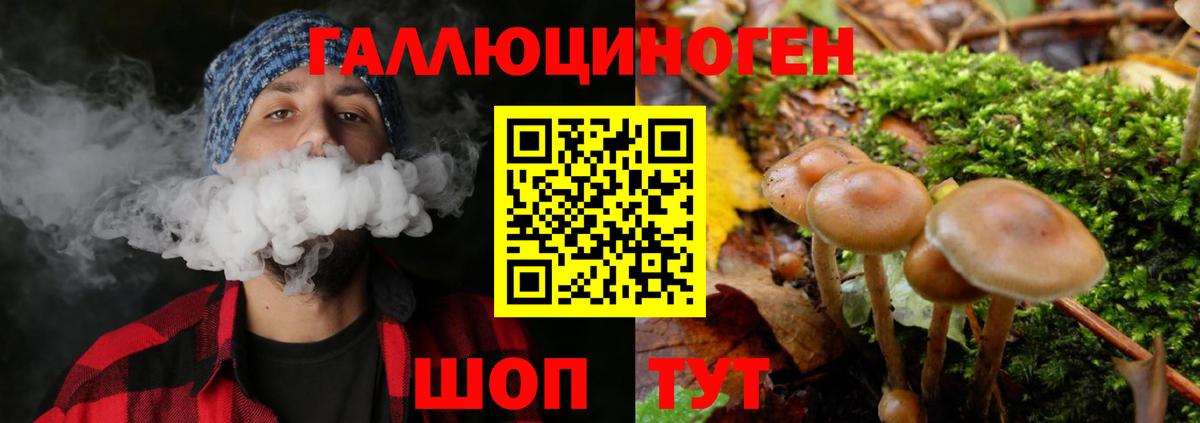 где можно купить   Галлюциногенные грибы Psilocybe  Вход с VPN  Губкин 
